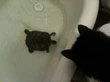 cat and turtle