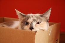 cat in the box